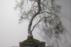 12 Eucalyptus pulchella, Tasmanian white peppermint