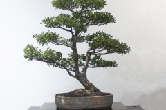 13 Leptospermum laevigatum, Coastal tea tree
