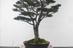 14 Melaleuca- ericifolia, Swamp paperbark
