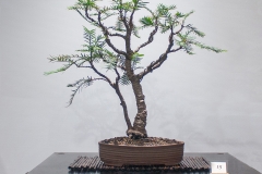 15 Wollemia nobilis, Wollemi pine
