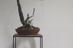 16 Allocasuarina littoralis, Black sheoak