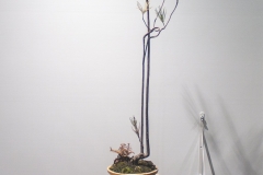 17 Allocasuarina littoralis, Black sheoak