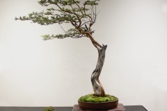 18 Leptospermum trinervium, Flaky-barked tea tree-