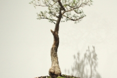 19 Melaleuca bracteata, River, or Black, tea tree "Revolution Green"