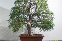 2 Agonis flexuosa, Willow myrtle