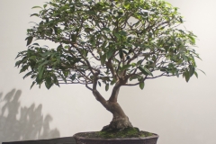 20 Lophostemon confertus, Brush box