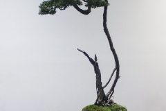 21 Baeckea linifolia, Weeping baeckea