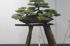 23 Leptospermum laevigatum, Coastal tea tree