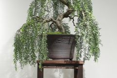 24 Acacia howittii, Sticky wattle "Green Wave"