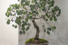 25 Eucalyptus polyanthemos, Red box