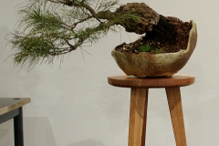 27 Casuarina torulosa, Rose sheoak