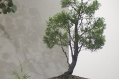 28 Callitris glaucophylla, White cypress pine