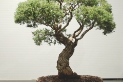 3 Melaleuca incana, Grey honeymyrtle