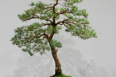 32 Kunzea ambigua, White kunzea