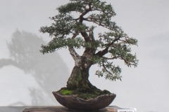 33 Kunzea peduncularis, Burgan