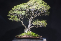 35 Melaleuca styphelioides, Prickly paperbark