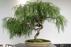 36 Acacia howittii, Sticky wattle