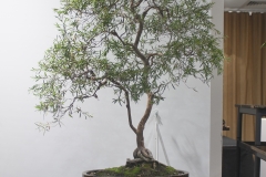 39 Leptospermum madidum ssp sativum, Silver weeping tea tree