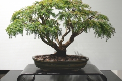4 Sannantha bidwillii syn Sannantha virgata