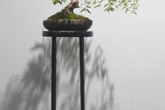 41 Leptospermum polygalifolium var montanum, Mountain tea tree
