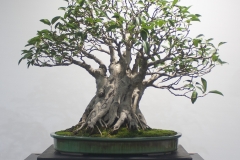 43 Ficus rubiginosa, Port Jackson fig