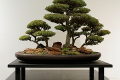 44 Leptospermum laevigatum, Coastal tea tree