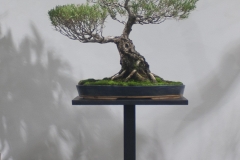 46 Melaleuca linariifolia, Paperbark "Claret Tops"