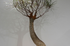 47 Brachychiton rupestris, Queensland bottle tree