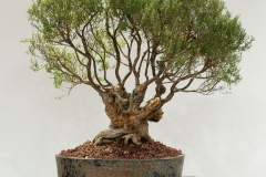 49 Leptospermum continentale, Prickly tea tree