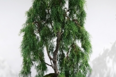 52 Lagarostrobus franklinii, Huon pine