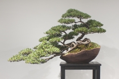 53 Leptospermum laevigatum, Coastal tea tree