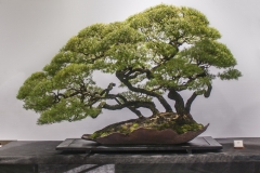 56 Melaleuca bracteata, River, or Black, tea tree