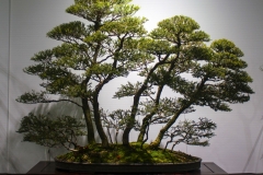 57 Melaleuca lanceolata, Moonah