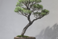 58 Leptospermum nitidum, Tea tree "Copper Sheen"