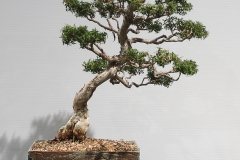 59 Melaleuca styphelioides, Prickly paperbark