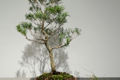 6 Melaleuca gibbosa, Slender honeymyrtle