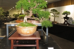 60 Sannantha pluriflora, Tall baeckea