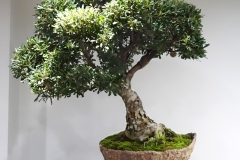 61a Banksia marginata, Silver banksia