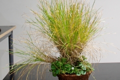 61c Lomandra confertifolia, native grass