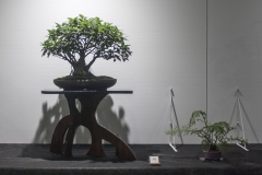62 Ficus microcarpa, Curtain, or Banyan, fig