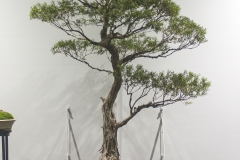 63 Melaleuca bracteata, River, or Black, tea tree
