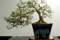 65 Ficus rubiginosa, Port Jackson fig