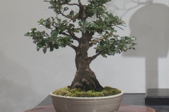 68 Banksia canei, Mountain banksia