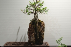 69 Ficus rubiginosa, Port Jackson fig