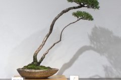 7 Melaleuca linariifolia, Snow-in-Summer