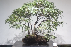 70 Nothofagus cunninghamii, Myrtle beech