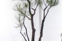 71 Allocasuarina torulosa, Rose sheoak