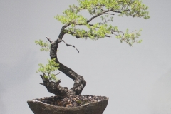 8 Kunzea ambigua, White kunzea