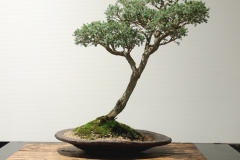 9 Kunzea peduncularis, Burgan
