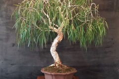30-Melaleuca-leucadendra